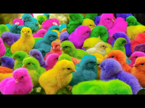 World Cute Chickens, Colorful Chickens, Rainbows Chickens, Cute Ducks, Cat, Rabbits,Cute Animals