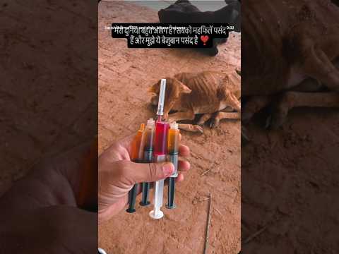 Animal lover !! Animal tretment !! feeling