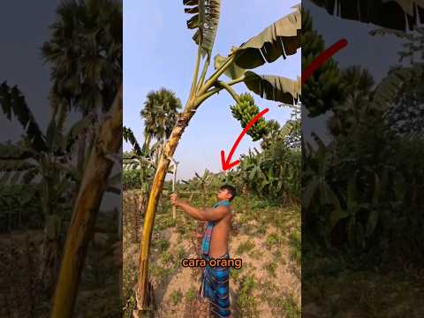 Cara orang india memotong pohon pisang #shorts