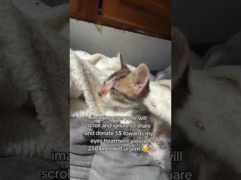 Gofund.me link in bio please 🙏 #cat #<strong>views</strong> #moreviews #goviral #support