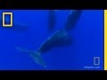 Whale Encounter and Filming Challenges