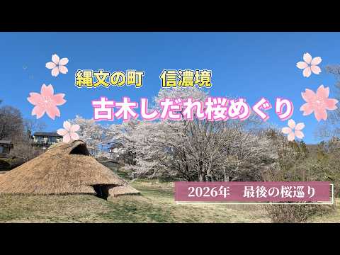 繩文の町 信濃境。古木しだれ櫻めぐり。2026年最後の櫻巡り