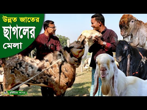 724-অসাধারন বাংলার ছবি, সাথে দেখেনিন হরিয়ানা, তোতাপুরি, বারবারি জাতের ছাগল, গাড়ল ও দুম্বা Chitrapuri