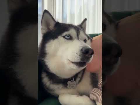 Funny Husky Gets a Kiss 😘 Baby Leonard Smooches Sheldon