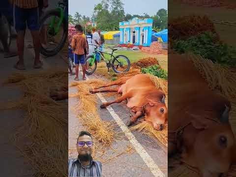 ট্রাকের ধাক্কায় পড়ে গেলে গরুটি #cow #cattleworld #cattlefarm #yt #bull #bullfarm #dairyfarm #yt