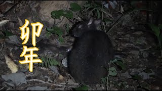 お正月(遅刻)なので珍しいウサギを見に行く