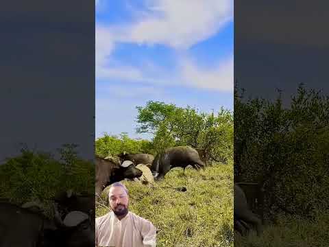 #fbreels2025 शेर ने 🐂भैस से पीट गया 🦁