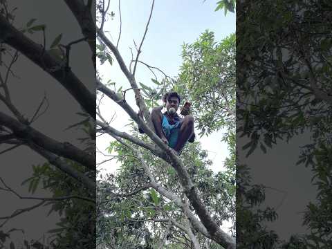 বাপ-ছেলে মিলে আম চুরি 🥭😂🥭 #bengalicomedy #funny #comedy #funnyshorts #dailycomedy #like