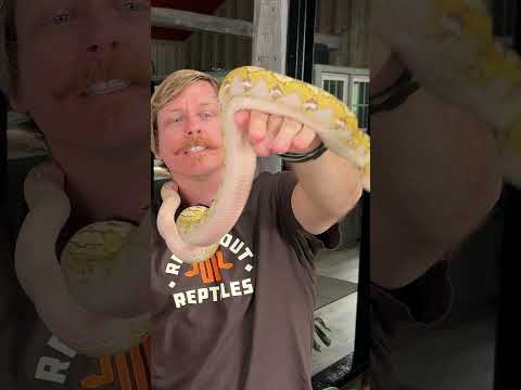 What Size Food Item Should I Feed My Snake? #feeding #snake #reptiles 

Connect with Reach Out Reptiles on Social Media_
Patreon - https_//www.p