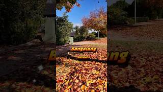 Autumn 2026 Shorts #autumn #trees #dji