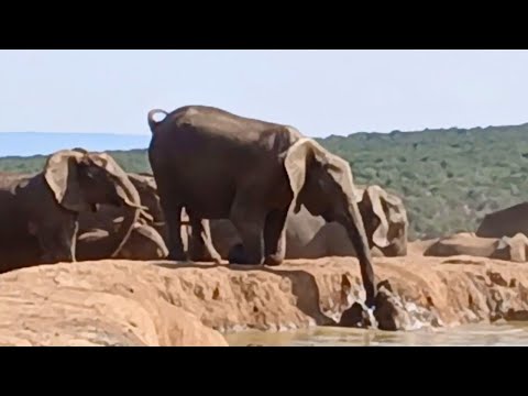 Desperate Elephant Herd Unites to Save Drowning Calf in Dramatic Rescue