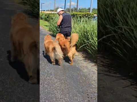 Keeping your dogs in control when off-leash