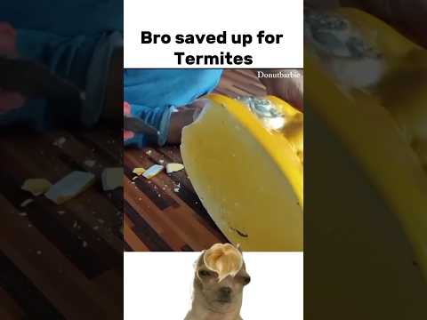 Termites ate his savings 🥲 #funny  #meme