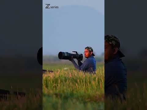 NIKON Z9 fps power ! Game changer camera. #birdphotography #nature #shorts #bird #nikonz9 #fps