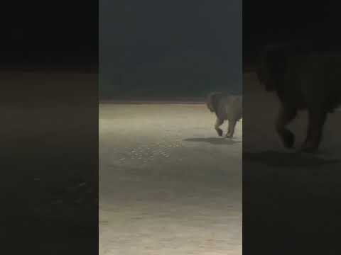 Gir Forest gir lion | sasan gir national park safari ll #short #shorts #viralvideo #video #trending