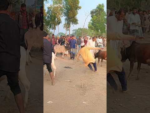 What happened at the cattle market? #reels