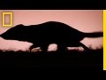 Tasmanian Devil Conservation Challenges
