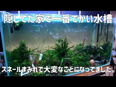【悪夢再び】見せられる状態じゃない…自宅の大型水槽の現在が悲惨…#725【アクアリウム】