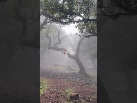 Fanal Forest Madeira