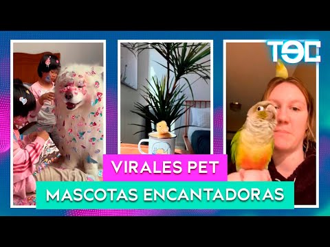 VIRALES PET: MASCOTAS ENCANTADORAS