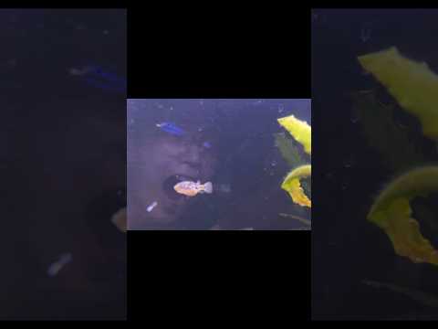 世界1小さい淡水フグが可愛すぎるから見て#アベニーパファー #フグ #アクアリウム #aquarium #熱帯魚 #かわいい