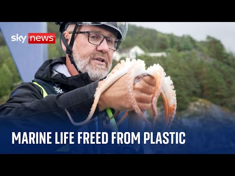 Marine life freed during plastic purge in Norwegian fjord