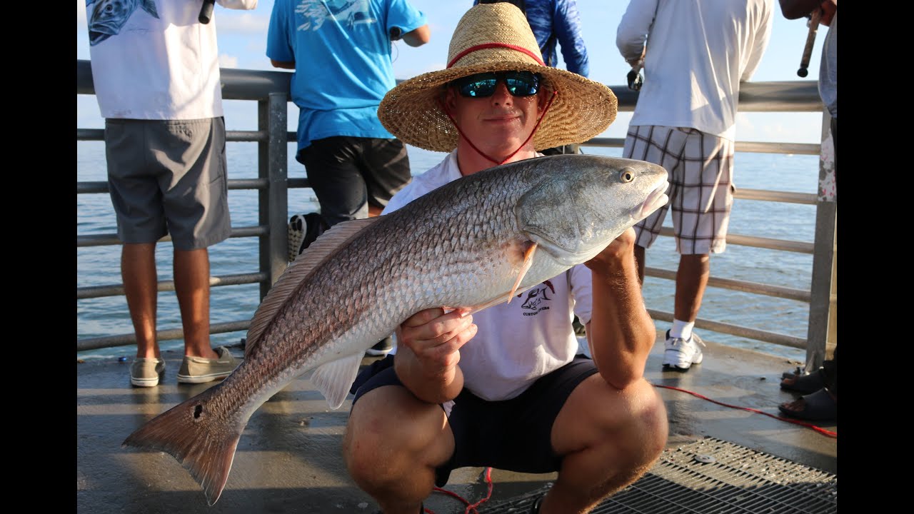 Redfish and Snook Mullet Run Fishing! (Sebastian Inlet 2016)