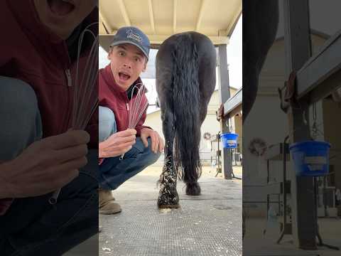WHISK for grooming horses!? 🐴 Learning new grooming techniques from snow stuck to dogs