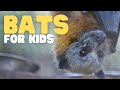 Understanding Bats and Their Importance