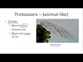 Protozoan Characteristics and Functions