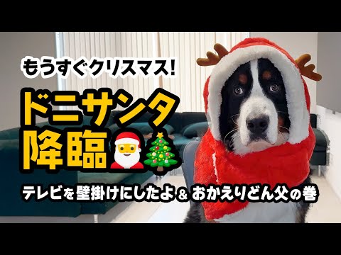 もうすぐクリスマスだね🎅🎄 テレビを壁掛けにしたよ＆おかえりどん父の巻【1歳5ヶ月バーニーズ】