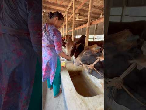 গরুকে বার্গাফ্যাট খাওয়ায় ,এগুলো শরীর মোটাতাজা ও ঠিক রাখতে খুবই সাহায্য করে। #কৃষি
