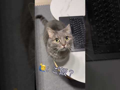 猫は日本語を喋るのか？驚きの行動と真実を紹介 サムネイル