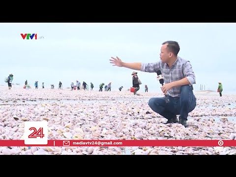 Hàng trăm tấn ngao dạt phủ trắng hàng km bờ biển ở Nam Định | VTV24