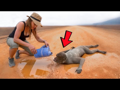 Animals That Asked People for Help & Kindness