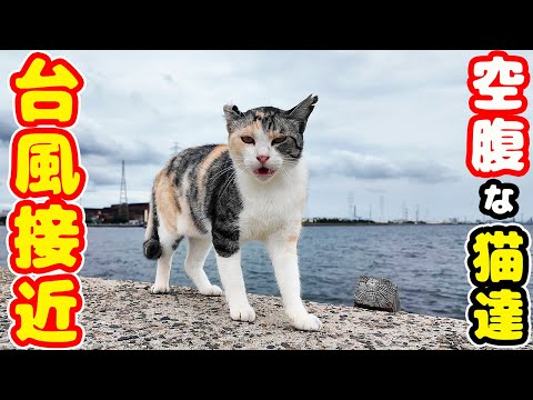 台風がくる前に空腹な猫たちにご飯をくばれ！ さくらねこたちへのエサやり 感動猫動画 癒され野良猫動画