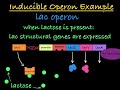 Operon Function and Regulation