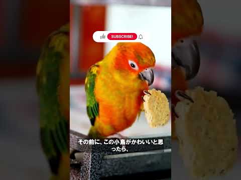 なぜバスケットボールのリングにはネットがあるのか?