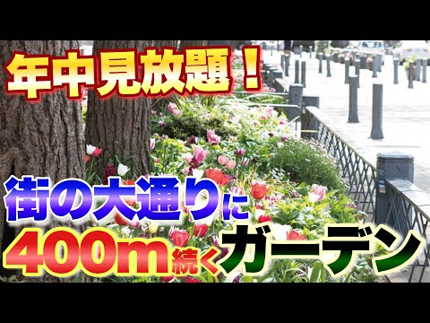 【年中見放題！】横浜の大通りが400m続くガーデンに！日本大通り【はなみるスポット横浜】【ガーデニング】