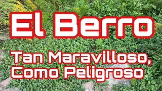 El Berro; Tan Maravilloso, Como Peligroso 