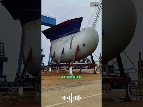 The dolphins weren't leading the way; they were just being lazy!