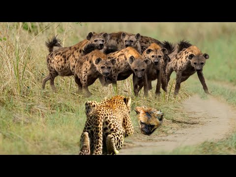 Enraged At Having His Prey Stolen, Leopard Decided To Teach The Hyena A Lesson.