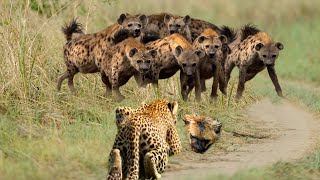 Enraged At Having His Prey Stolen, Leopard Decided To Teach The Hyena A Lesson.