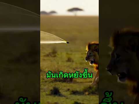 #เกิดหยังขึ้นกับสิงโต