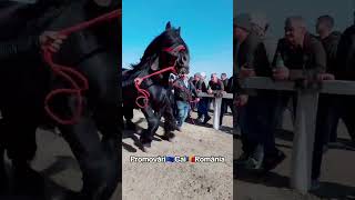 @PromovariCaiRomania #horse #cal #cai #bighorse #equestrian #stallion #horselover