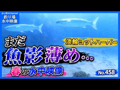 まだ少し早かったか…淡輪ヨットハーバーの海中|大阪の釣り場 春の水中映像(5月) No.458