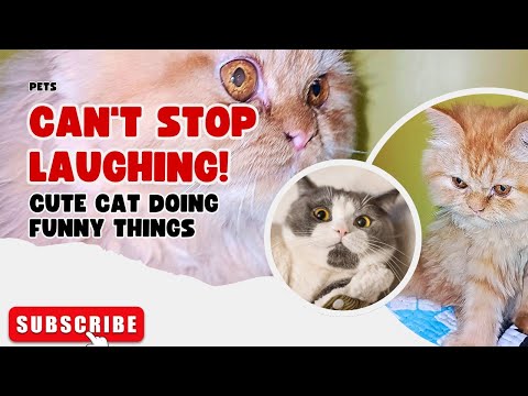 Cute cat doing funny things you can't stop laughing 🤣😂