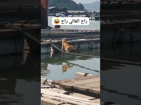 راح فيها القط المسكين