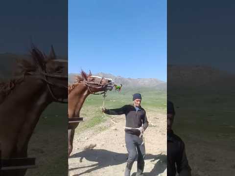 ВОТ ЭТО ЖЕРЕБЕЦ #horse #лошадки #жылқы #ат