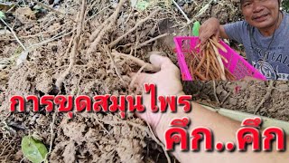 ลุยป่า..สมุนไพรชีช้าง สาวน้อยร้อยแฟน ราก30 มีประโยชน์.??
